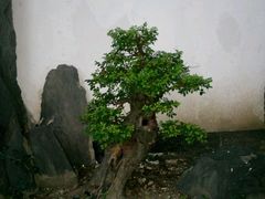-浮庄