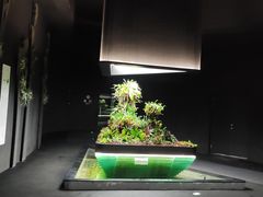 -东平国家森林公园