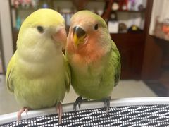 -中环花鸟鱼虫市场