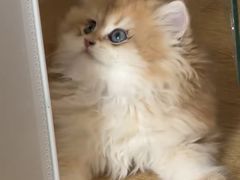 -lincat·猫舍(广州店)