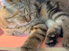 -喵屿·大理花园猫咖