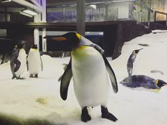 -悉尼海洋生物水族馆