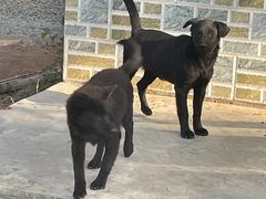 -创味·民间海南菜·非遗藤桥排骨(藤桥·免税城店)