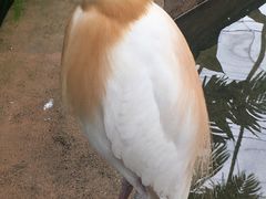 -吉隆坡雀鸟公园