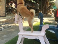 -柴犬高等学院·狗咖·柴犬售卖·宠物训练