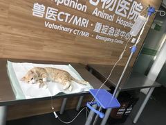 -爱侣宠医·鹦鹉专科·小型哺乳类·异宠专科(灵石路店)