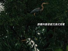 -大湾区中央湿地公园