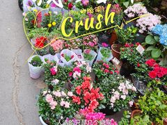 -哈尔滨道外花鸟鱼市场