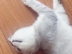-猫大福·Fortune Cat猫舍(百子湾店)