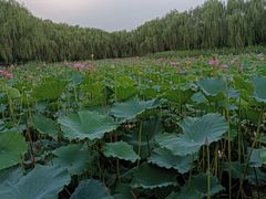 -东升八家郊野公园