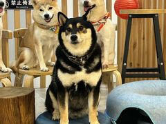 -柴迷FANS CLUB·柴犬狗咖·猫咖