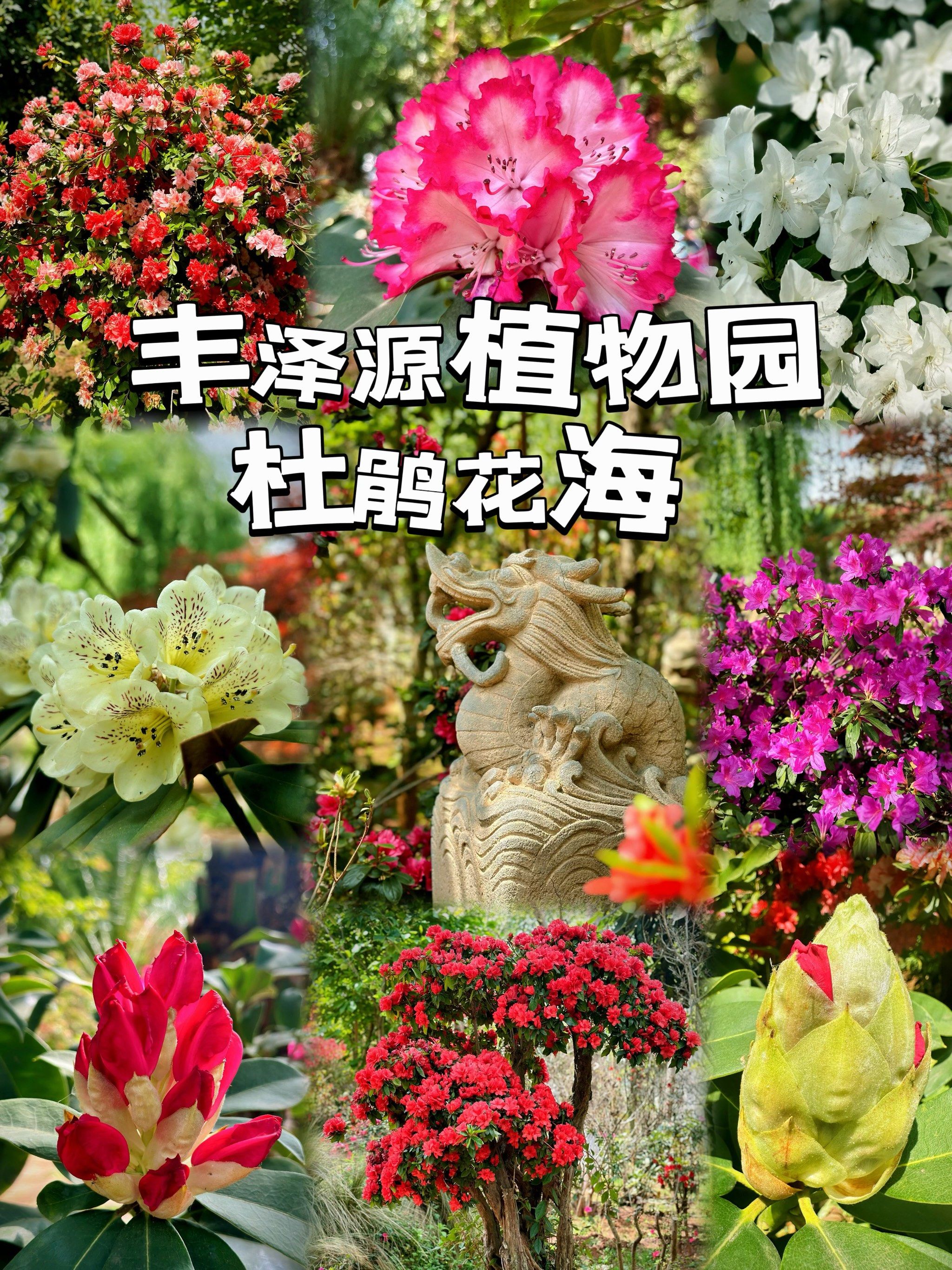 丰泽源,过了樱花季,还能赏杜鹃!