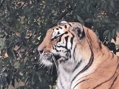 -云南野生动物园