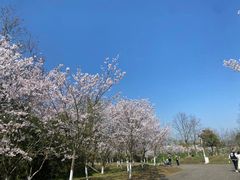 -上海海湾国家森林公园