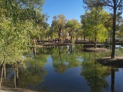 -金塔沙漠胡杨林景区