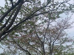 -绵阳盛世樱花悠乐谷