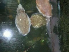 -蓝湾碧波·老字号·疍家非遗海上餐厅