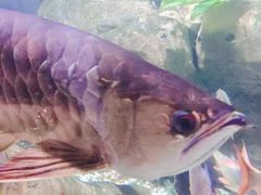 -迪拜水族馆及水下动物园