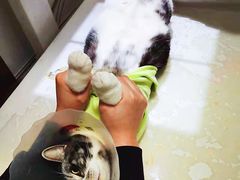 -全心全意连锁动物医院·特色中医诊疗(会城门分院)