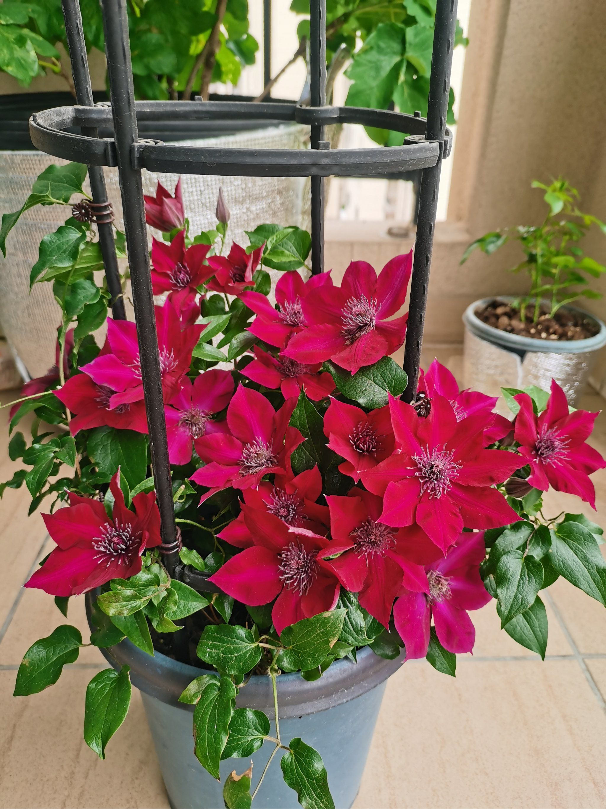 大道铁线莲努比亚,这一期花开得真多