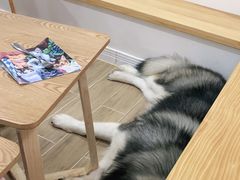 -李小姐の猫咖啡馆(五角场店)