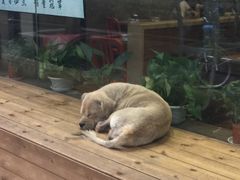 -糯米包油条(武汉大学店)