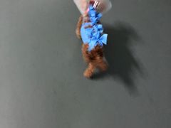 -美联众合动物医院·24h转诊中心