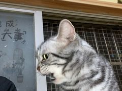 -Meowの猫咖(万家丽店)