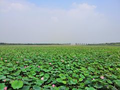 -天津东丽湖风景区