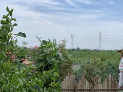 -樂桃源奉贤黄桃种植采摘基地