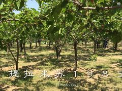 -御林古桑园