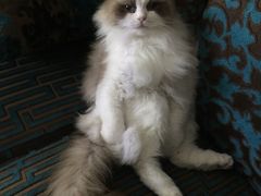 -Bastet sally猫舍购宠(静安店)