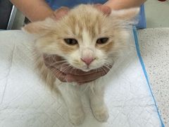 -天宠宠物医院24小时·急重症诊疗中心·全科·腔镜特色(和平分院)