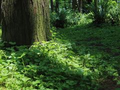 -上海共青森林公园