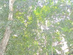 -鞠氏黑芝麻糊(水塔店)