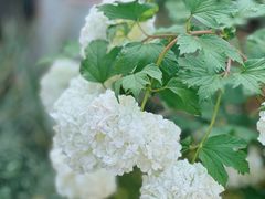 -金陵花卉交易市场