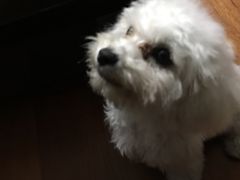 -宠小格时尚宠物生活馆(唐镇店)