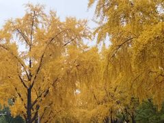 -三里屯东五街银杏大道