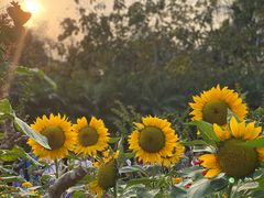 -深圳仙湖植物园