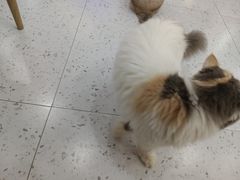 -喵园·猫主题咖啡厅·撸猫·猫咖(国贸店)