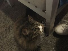 -Anne猫窝咖啡屋