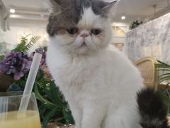 -共舞时光猫咖·狗咖(新街口店)