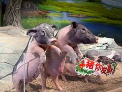 -正佳雨林生态植物园