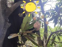 -塘栖枇杷特色园区