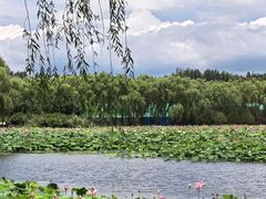 -东郊湿地公园
