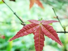 -火炉山森林公园
