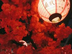 -探花·意境江南菜·唐伯虎文化体验店·松鼠桂鱼(观前店)