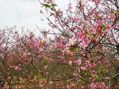 -天适樱花悠乐园