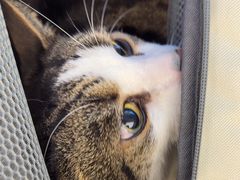-瑞派康怡24h宠物医院·犬猫医疗中心·微创绝育(瑞景分院)