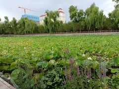 -迎泽公园